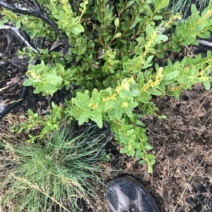 Orites lancifolius at Cotter River, ACT - 13 Mar 2022