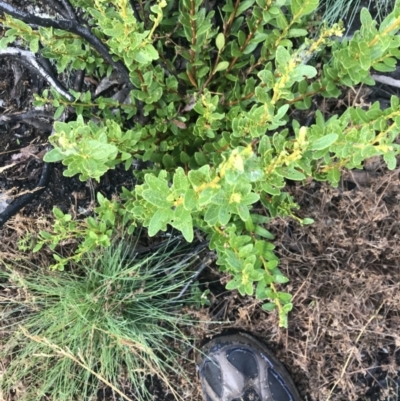 Orites lancifolius (Alpine Orites) at Cotter River, ACT - 13 Mar 2022 by Tapirlord