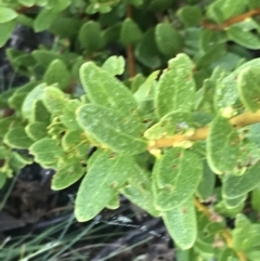 Orites lancifolius at Cotter River, ACT - 13 Mar 2022