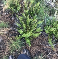 Orites lancifolius at Cotter River, ACT - 13 Mar 2022