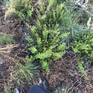 Orites lancifolius at Cotter River, ACT - 13 Mar 2022