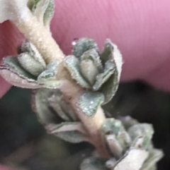 Olearia brevipedunculata (Dusty Daisy Bush) at Cotter River, ACT - 13 Mar 2022 by Tapirlord