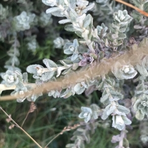 Olearia brevipedunculata at Cotter River, ACT - 13 Mar 2022