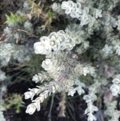 Olearia brevipedunculata at Cotter River, ACT - 13 Mar 2022 08:34 AM