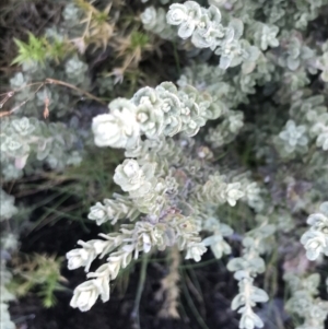 Olearia brevipedunculata at Cotter River, ACT - 13 Mar 2022