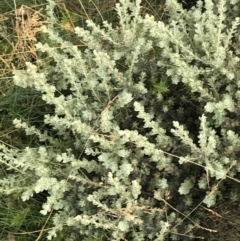 Olearia brevipedunculata at Cotter River, ACT - 13 Mar 2022