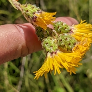 Podolepis robusta at Nurenmerenmong, NSW - 3 Feb 2022