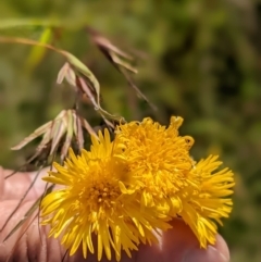 Podolepis robusta at Nurenmerenmong, NSW - 3 Feb 2022