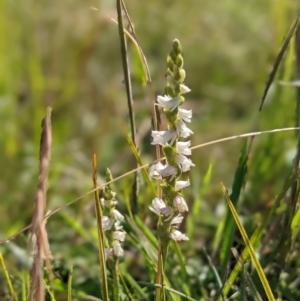 Spiranthes australis at Nurenmerenmong, NSW - suppressed