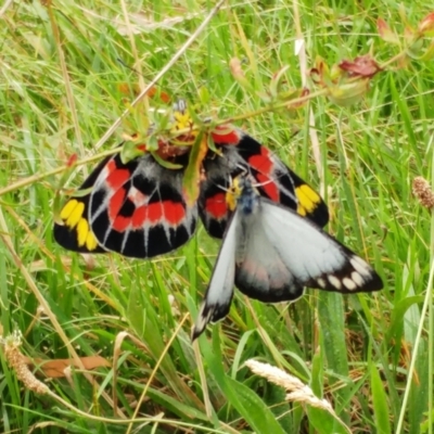 Delias harpalyce (Imperial Jezebel) at Weetangera, ACT - 21 Mar 2022 by sangio7