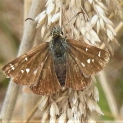 Atkinsia dominula (Two-brand grass-skipper) at Cotter River, ACT - 21 Mar 2022 by JohnBundock