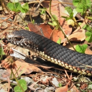 Austrelaps ramsayi at Cotter River, ACT - 21 Mar 2022 11:22 AM