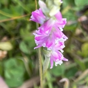 Spiranthes australis at Cotter River, ACT - 21 Mar 2022