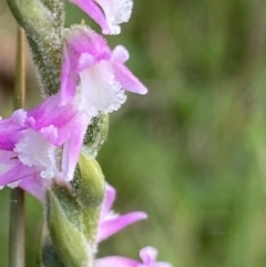 Spiranthes australis at Cotter River, ACT - 21 Mar 2022