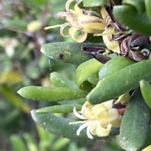 Persoonia subvelutina at Cotter River, ACT - 21 Mar 2022