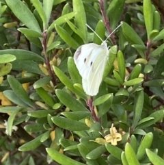 Persoonia subvelutina at Cotter River, ACT - 21 Mar 2022