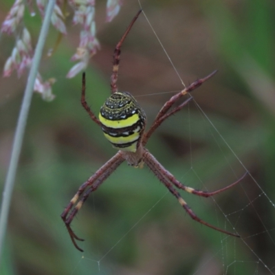 Argiope keyserlingi (St Andrew's Cross Spider) at Hall Cemetery - 5 Mar 2022 by AndyRoo