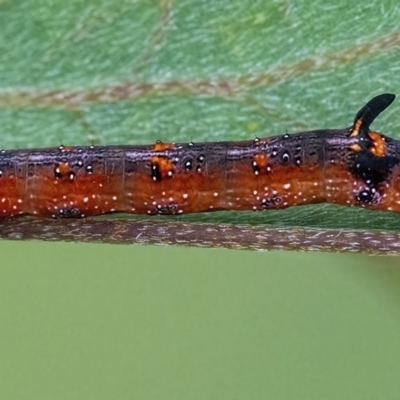 Oenochroma vinaria (Pink-bellied Moth, Hakea Wine Moth) at Googong, NSW - 20 Mar 2022 by WHall