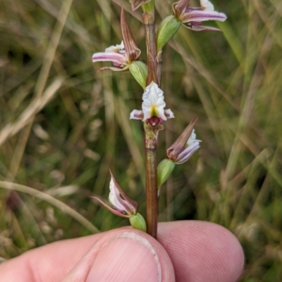 Prasophyllum innubum (Brandy Marys Leek Orchid) at Nurenmerenmong, NSW - 4 Feb 2022 by Marchien