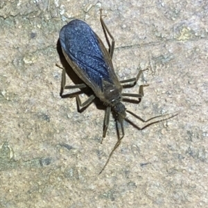 Aradidae sp. (family) at Jerrabomberra, NSW - 21 Mar 2022