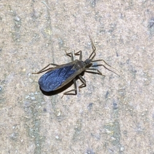 Aradidae sp. (family) at Jerrabomberra, NSW - 21 Mar 2022