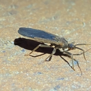 Aradidae sp. (family) at Jerrabomberra, NSW - 21 Mar 2022