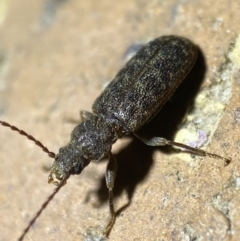 Meryx aequalis (Ulodid beetle) at Jerrabomberra, NSW - 21 Mar 2022 by SteveBorkowskis