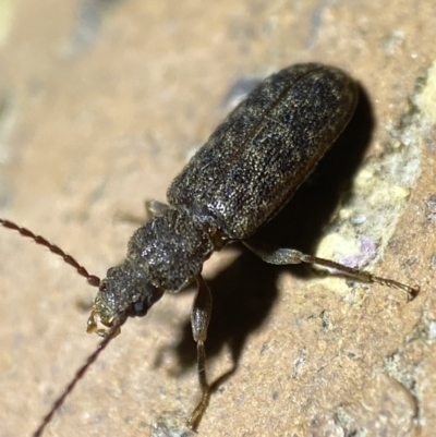 Meryx aequalis (Ulodid beetle) at Jerrabomberra, NSW - 21 Mar 2022 by SteveBorkowskis