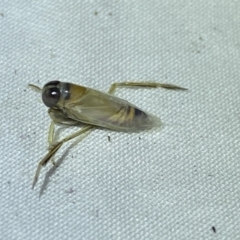 Notonectidae (family) (Backswimmer) at Jerrabomberra, NSW - 21 Mar 2022 by Steve_Bok