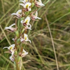 Paraprasophyllum viriosum (Stocky leek orchid) at Nurenmerenmong, NSW - 4 Feb 2022 by Marchien