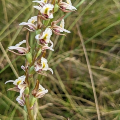 Prasophyllum viriosum (Stocky leek orchid) at Nurenmerenmong, NSW - 4 Feb 2022 by Marchien