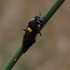 Perga sp. (genus) (Sawfly or Spitfire) at Hall, ACT - 5 Mar 2022 by AndyRoo