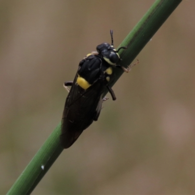 Perga sp. (genus) (Sawfly or Spitfire) at Hall Cemetery - 4 Mar 2022 by AndyRoo