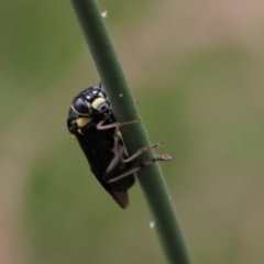 Perga sp. (genus) at Hall, ACT - 5 Mar 2022