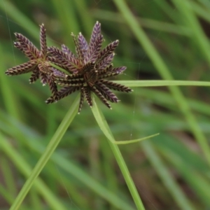 Cyperus sanguinolentus at Hall, ACT - 5 Mar 2022