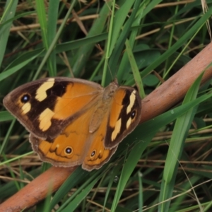 Heteronympha merope at Hall, ACT - 5 Mar 2022