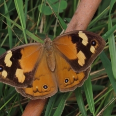 Heteronympha merope at Hall, ACT - 5 Mar 2022