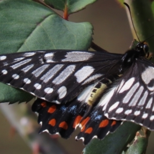 Papilio anactus at Waramanga, ACT - 12 Mar 2022 10:12 AM