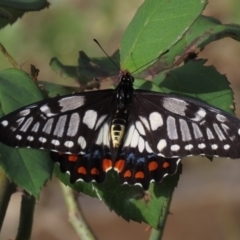 Papilio anactus at Waramanga, ACT - 12 Mar 2022 10:12 AM