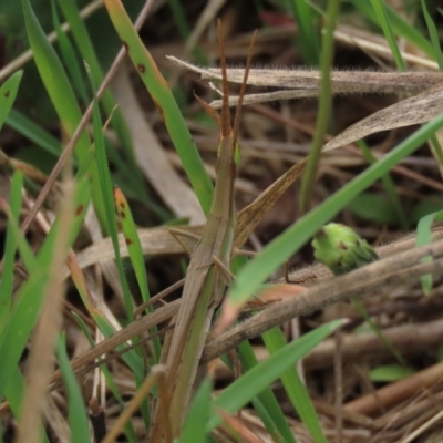 Acrida conica (Giant green slantface) at Franklin, ACT - 13 Mar 2022 by AndyRoo