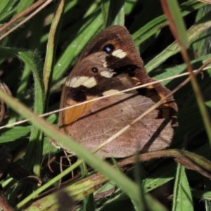 Heteronympha merope at Yarralumla, ACT - 20 Mar 2022 11:05 AM