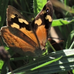 Heteronympha merope at Yarralumla, ACT - 20 Mar 2022 11:05 AM