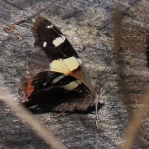 Vanessa itea at Yarralumla, ACT - 20 Mar 2022 11:08 AM