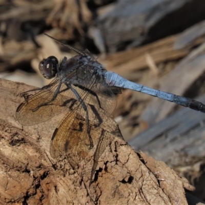 Orthetrum caledonicum (Blue Skimmer) at Black Street Grasslands to Stirling Ridge - 20 Mar 2022 by AndyRoo