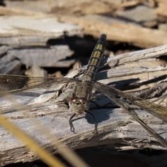 Orthetrum caledonicum at Yarralumla, ACT - 20 Mar 2022