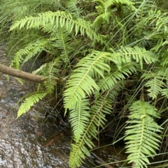 Blechnum nudum (Fishbone Water Fern) at Lower Cotter Catchment - 21 Mar 2022 by JaneR