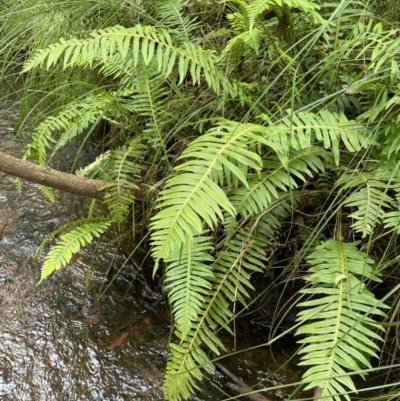 Blechnum nudum (Fishbone Water Fern) at Lower Cotter Catchment - 21 Mar 2022 by JaneR