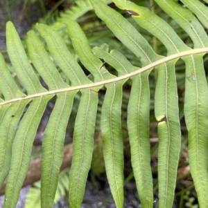 Blechnum nudum at Cotter River, ACT - 21 Mar 2022 11:42 AM