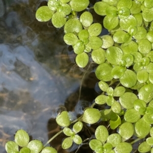 Callitriche stagnalis at Cotter River, ACT - 21 Mar 2022