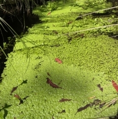 Callitriche stagnalis at Cotter River, ACT - 21 Mar 2022